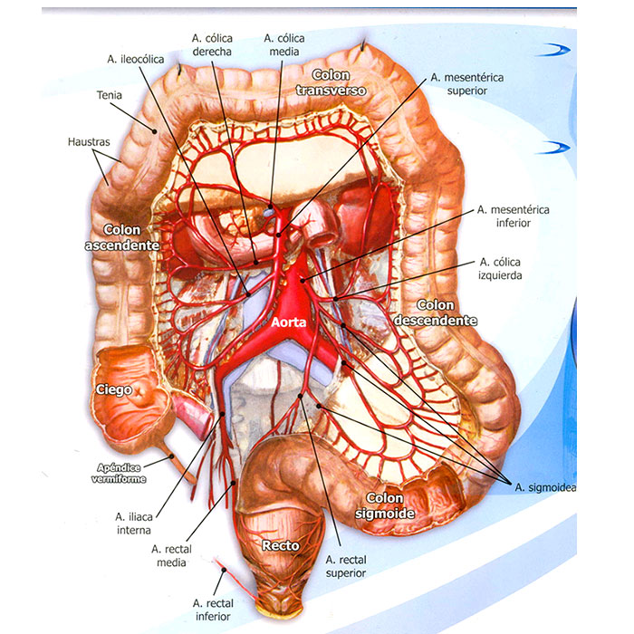 9.11 Anatomia del colon
